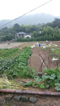 杭州千島湖千山生態農業開發生產基地農產品種植與生產概況