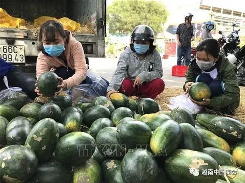 疫情下的越南農產品 化挑戰為機遇的生產轉型之路