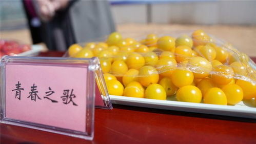江蘇淮安 創(chuàng)新批發(fā)直供體系，以農(nóng)產(chǎn)品生產(chǎn)為抓手決勝農(nóng)業(yè)產(chǎn)業(yè)扶貧