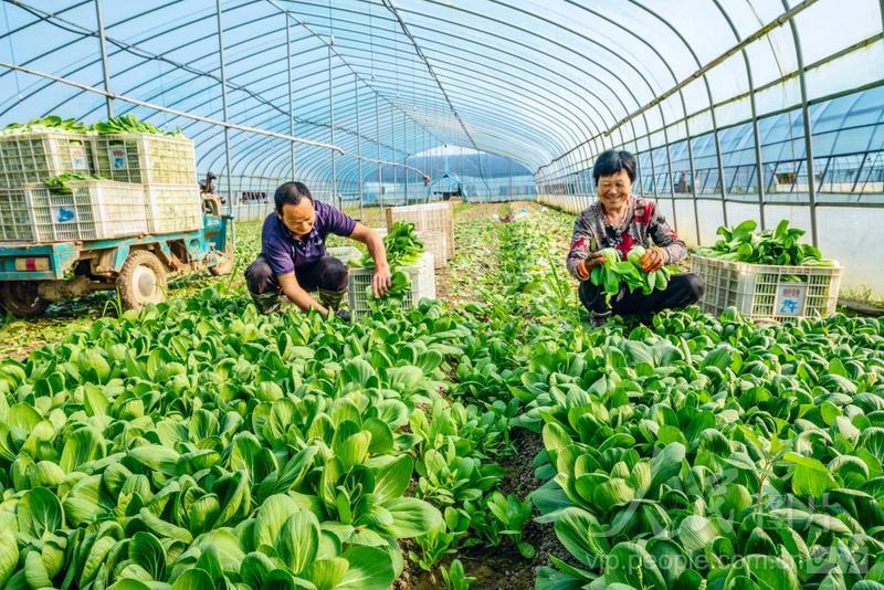 江蘇南京 鄉(xiāng)村菜園煥新生，大成灣區(qū)“菜籃子”的綠色引擎
